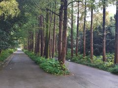 -上海滨江森林公园
