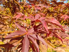 -广州市帽峰山景区