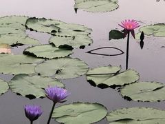-云溪植物园