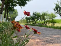 -大兴滨河森林公园