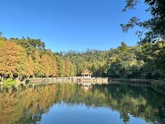 -深圳仙湖植物园