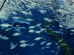 -上海海洋水族馆