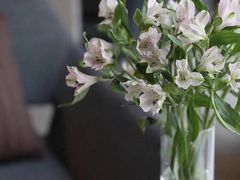 -小苍兰风铃草·礼物蛋糕(沈阳店)
