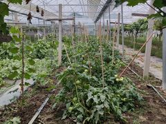 -马陆小张葡萄园农家乐