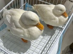 -怪兽屋·羊驼·猫咖·狗咖(俊华广场店)