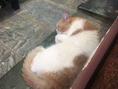 -猫咪博物馆(顶澳仔猫街店)