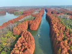 -上海海湾国家森林公园