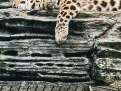 -贵州森林野生动物园