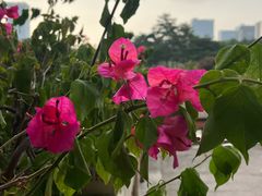 -深圳龙潭公园