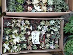 -中环花鸟鱼虫市场