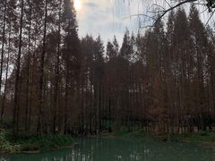 -桤木河湿地公园