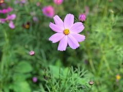 -天适樱花悠乐园