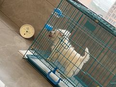 -翊宠yipet猫狗购宠庄园犬舍•猫舍