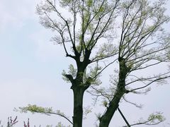 -常德桃花源景区
