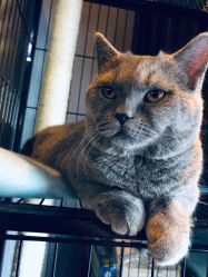 -飛凡TATTOO纹身•原创