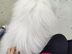 -星多哈·狗咖·拼豆·咖啡