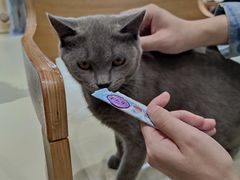 -藏猫猫咖啡主题馆(中央大道店)