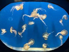 -烟台海昌鲸鲨海洋公园