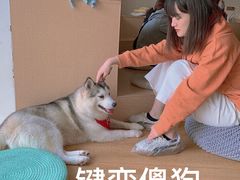 -Husky Go! 哈士奇体验馆·宠物咖啡厅狗咖
