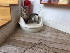 -猫的天空之城概念书店(丽江古城饮玉巷店)