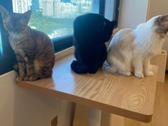 -有喵·猫咖·狗咖·30几只猫10只小狗(岗厦店)