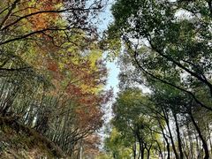 -游子山休闲旅游区