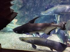 -太平洋海底世界