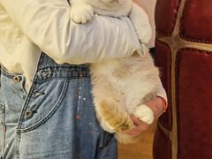 -猫大福·Fortune Cat猫舍(百子湾店)