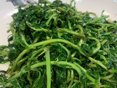 枸杞苗-琼菜王(南海店)