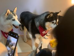 -Husky Go! 哈士奇体验馆·宠物咖啡厅狗咖