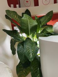 -WENDY·温迪皮肤管理