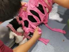 -瑞鹏宠物医院·爱宠堂·骨外专科(西荷分院)