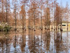 -白鹭湾湿地公园