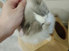 -楼上猫咖(罗湖店)