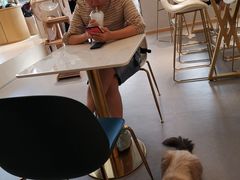 -飞行喵MR PILOT|猫舍·猫咖(静安大融城店)