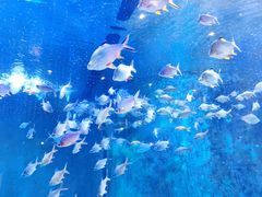 -洛阳龙门海洋馆