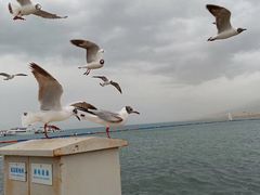 -青海湖国家重点风景名胜区