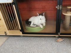 -御宝贝·A梦猫科宠物医院(国际猫友好医院)