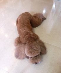 -첫번째 初见美学中心