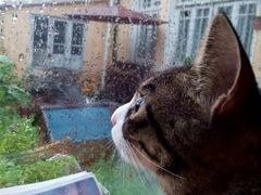 -海边的猫和咖啡馆
