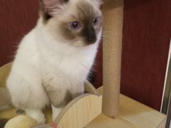 -猫咪咖啡店(新城大街店)