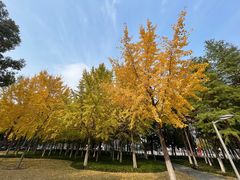 -西北湖绿化广场