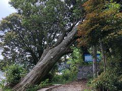-军营村