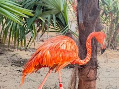 -ZOO COFFEE动物园咖啡(红山森林动物园店)