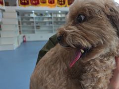 -顺强宠物诊所·狂犬免疫·夜诊·骨科(嘉定店)
