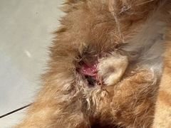 -邢大夫动物医院