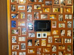 -猫十亿·布偶金渐层·曼基康矮脚猫舍(青年路店)