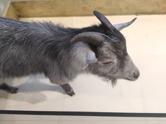 -怪兽屋·羊驼·猫咖·狗咖(俊华广场店)