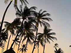 -Coco Tam’s