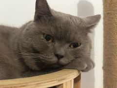 -乐派堂宠物医院·猫友好· 心脏科(东街店)